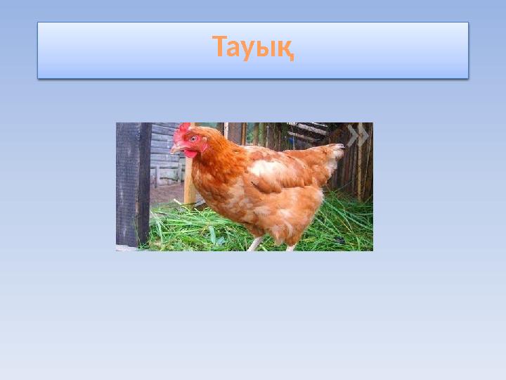 Тауы... Тауық