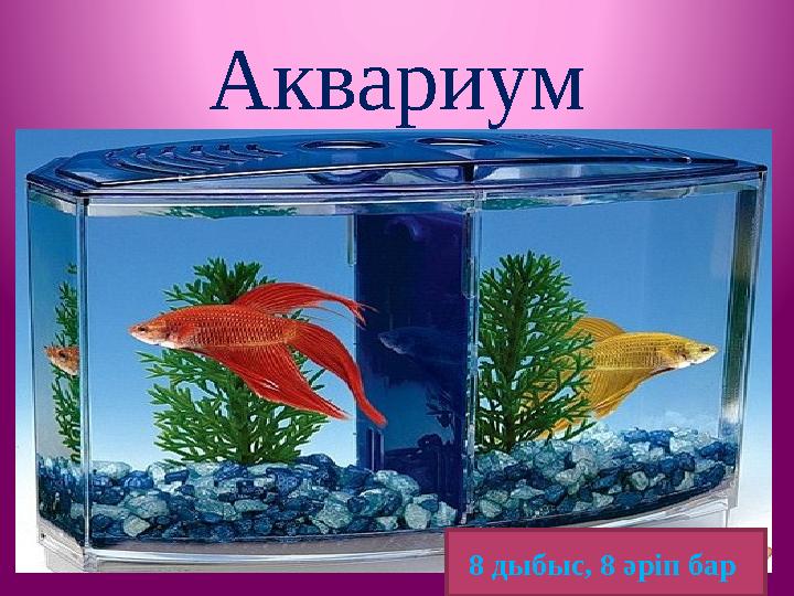 Аквариум 8 дыбыс, 8 әріп бар