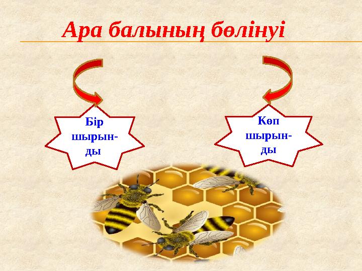 Көп шырын- ды Бір шырын- ды Ара балының бөлінуі