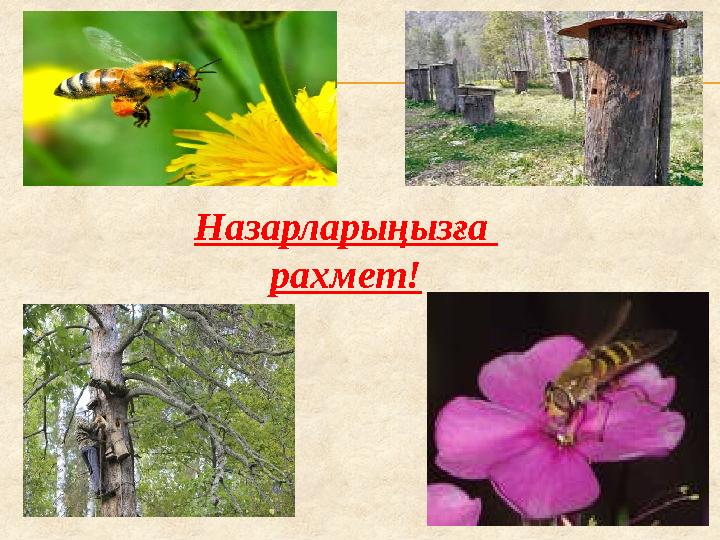 Назарларыңызға рахмет!