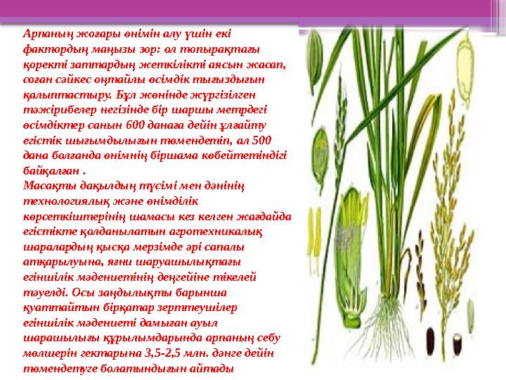 Арпаның жоғары өнімін алу үшін екі фактордың маңызы зор: ол топырақтағы қоректі заттардың жеткілікті аясын