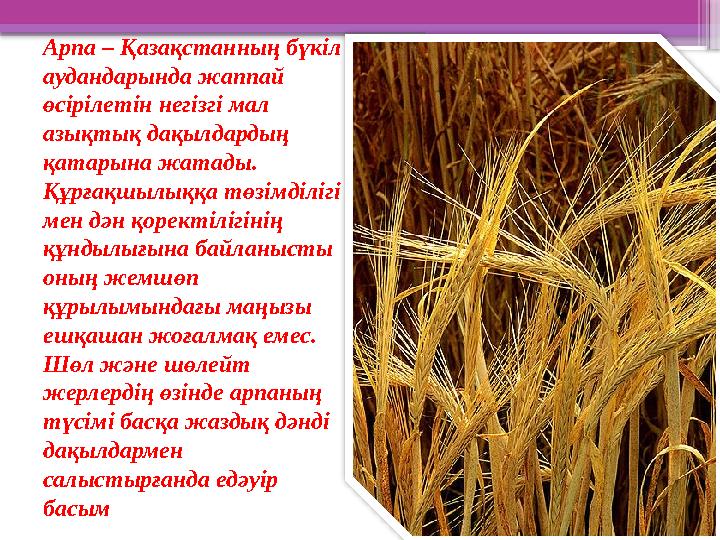 Арпа – Қазақстанның бүкіл аудандарында жаппай өсірілетін негізгі мал азықтық дақылдардың қатарына жатады