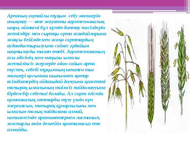 Арпаның оңтайлы тұқым себу мөлшерін анықтау — өте жауапты агротехникалық шара, өйткені бұл күтіп-баптау т