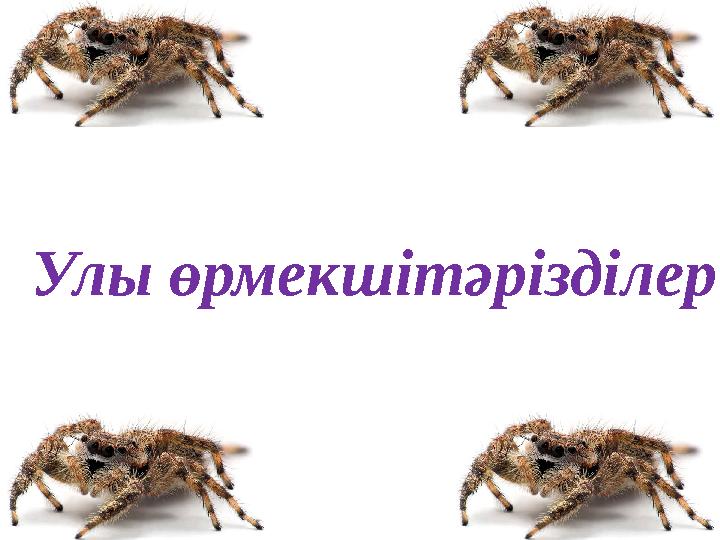 Улы өрмекшітәрізділер