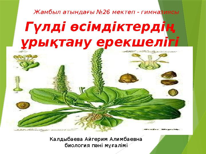 Орыстың жетілген әйелі орманда есекке сиды.