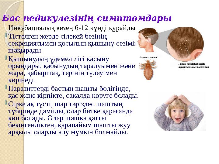 Бас педикулезінің симптомдары Инкубациялық кезең 6-12 күнді құрайды. Тістелген жерде сілекей безінің секрециясымен қосыл Бас педикулезінің симптомдары Инкубациялық кезең 6-12 күнді құрайды. Тістелген жерде сілекей безінің секрециясымен қосыл