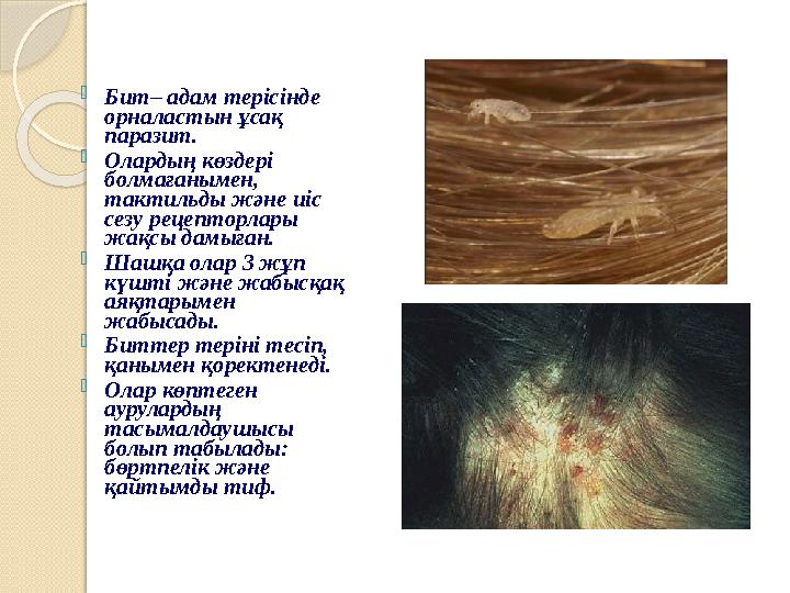 Бит– адам терісінде орналастын ұсақ паразит. Олардың көздері болмағанымен, тактильды және иіс сезу рецепторлары жа Бит– адам терісінде орналастын ұсақ паразит. Олардың көздері болмағанымен, тактильды және иіс сезу рецепторлары жа