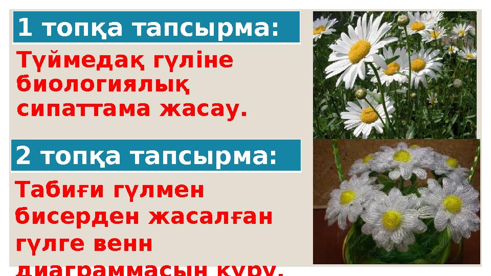 Түймедақ гүліне биологиялық сипаттама жасау. Табиғи гүлмен бисерден жасалған гүлге венн диаграммасын құру. 2 топқа тапсырма