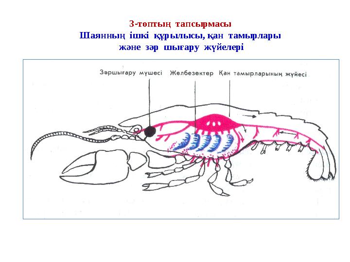 3-топтың тапсырмасы Шаянның ішкі құрылысы, қан тамырлары және зәр шығару жүйелері 3-топтың тапсырмасы Шаянның ішкі құрылысы, қан тамырлары және зәр шығару жүйелері