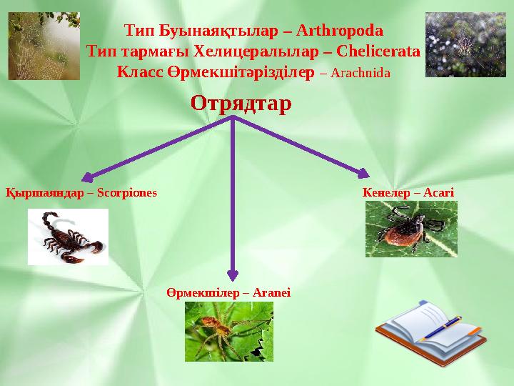 Тип Буынаяқтылар – Arthropoda Тип тармағы Хелицералылар – Сһеlicerata Класс Өрмекшітәрізділер – Аrachnida Қыршаяндар – Scorpione Тип Буынаяқтылар – Arthropoda Тип тармағы Хелицералылар – Сһеlicerata Класс Өрмекшітәрізділер – Аrachnida Қыршаяндар – Scorpione