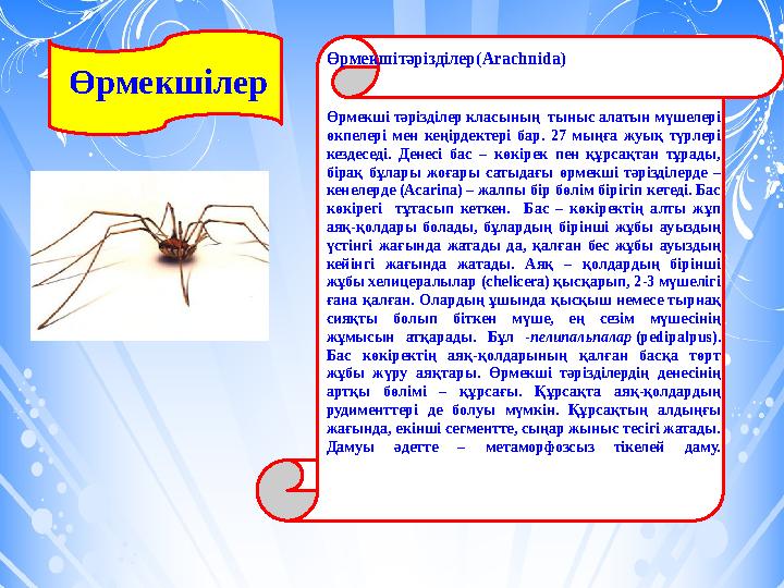 Өрмекшілер Өрмекшітәрізділер(Arachnida) Өрмекші тәрізділер класының тыныс алатын мүшелері өкпелері мен кеңірдектері бар. 27 мы Өрмекшілер Өрмекшітәрізділер(Arachnida) Өрмекші тәрізділер класының тыныс алатын мүшелері өкпелері мен кеңірдектері бар. 27 мы