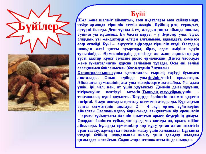 Бүйілер Бүйі Шөл және шөлейт аймақтың өзен аңғарлары мен сайларында, кейде орманда тір Бүйілер Бүйі Шөл және шөлейт аймақтың өзен аңғарлары мен сайларында, кейде орманда тір