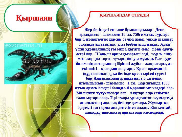 Қыршаян ҚЫРШАЯНДАР ОТРЯДЫ Жер бетiндегi ең көне буынаяқтылар. Дене ұзындығы – шамамен 10 см. 750ге жуық түрлері бар.Сегментелг Қыршаян ҚЫРШАЯНДАР ОТРЯДЫ Жер бетiндегi ең көне буынаяқтылар. Дене ұзындығы – шамамен 10 см. 750ге жуық түрлері бар.Сегментелг