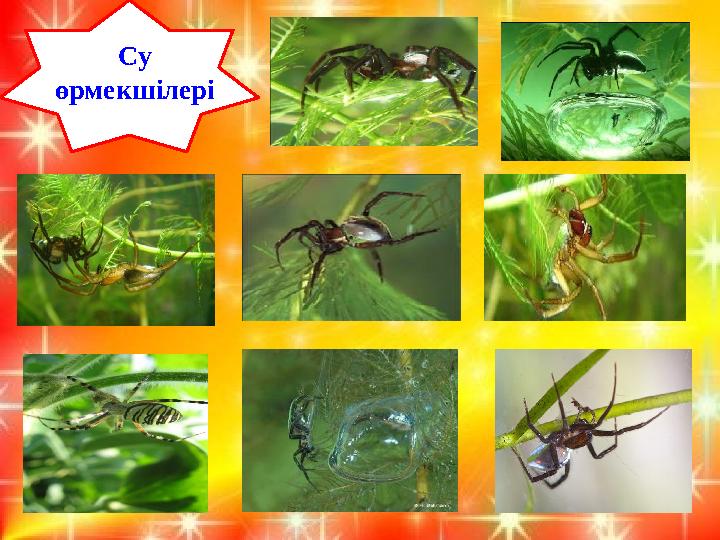 Су өрмекшілері Су өрмекшілері