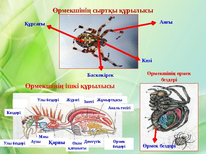 Өрмекшінің сыртқы құрылысы Аяғы Баскөкірек Құрсағы Көзі Өрмекшінің өрмек бездері Өрмекшінің ішкі құрылысы Улы бездеріЖүрегі І Өрмекшінің сыртқы құрылысы Аяғы Баскөкірек Құрсағы Көзі Өрмекшінің өрмек бездері Өрмекшінің ішкі құрылысы Улы бездеріЖүрегі І