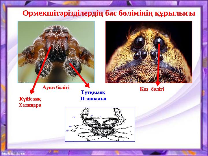Өрмекшітәрізділердің бас бөлімінің құрылысы Ауыз бөлігі Көз бөлігі Күйісаяқ Хелицера Тұтқыаяқ Педипальп Өрмекшітәрізділердің бас бөлімінің құрылысы Ауыз бөлігі Көз бөлігі Күйісаяқ Хелицера Тұтқыаяқ Педипальп