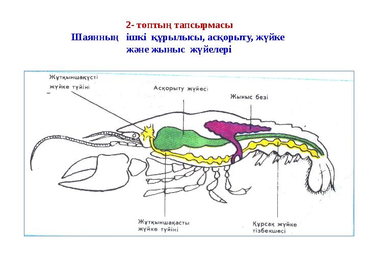 2- топтың тапсырмасы Шаянның ішкі құрылысы, асқорыту, жүйке және жыныс жүйелері 2- топтың тапсырмасы Шаянның ішкі құрылысы, асқорыту, жүйке және жыныс жүйелері