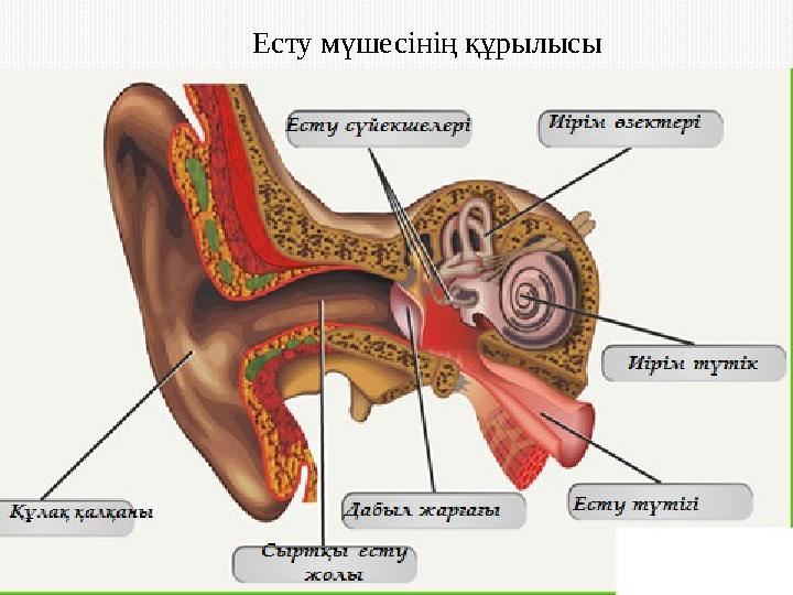 Есту мүшесінің құрылысы