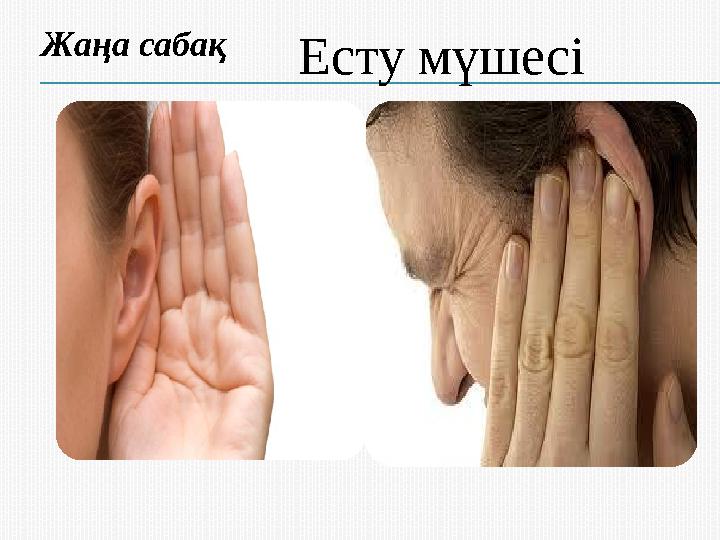 Есту мүшесіЖаңа сабақ