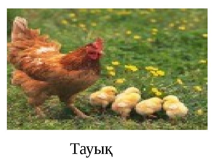 Тауық