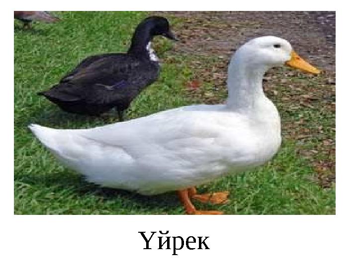 Үйрек