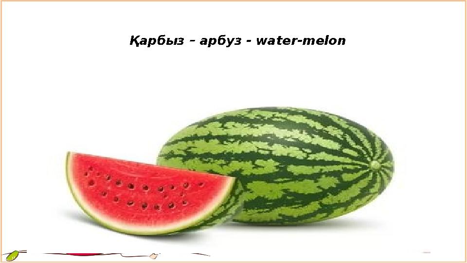 Қарбыз – арбуз - water-melon