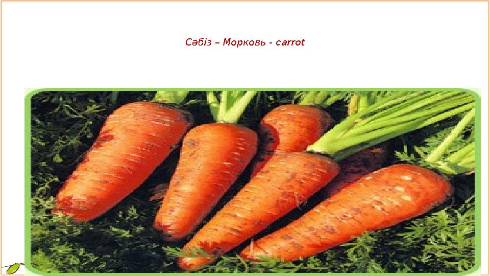 Сәбіз – Морковь - carrot