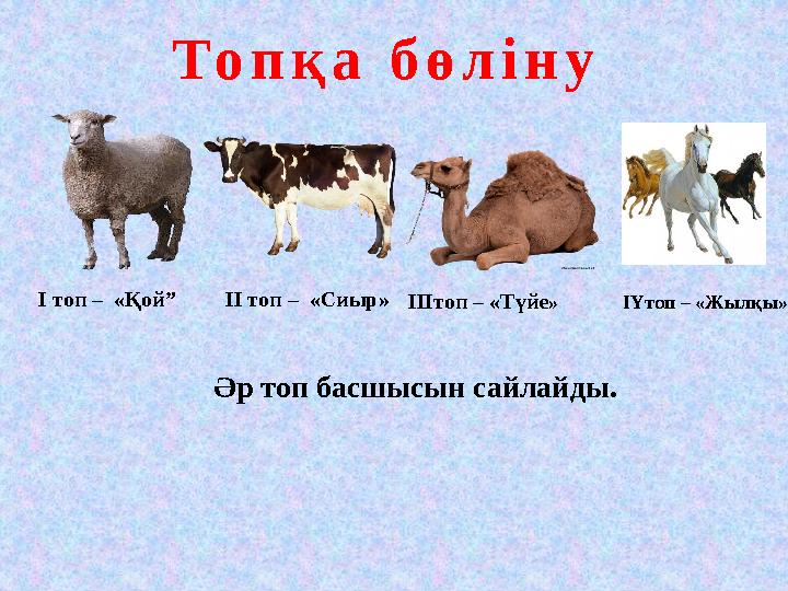 Топқа бөліну Әр топ басшысын сайлайды. І топ – «Қой” ІІ топ – «Сиыр» ІІІтоп – «Түйе» ІҮто
