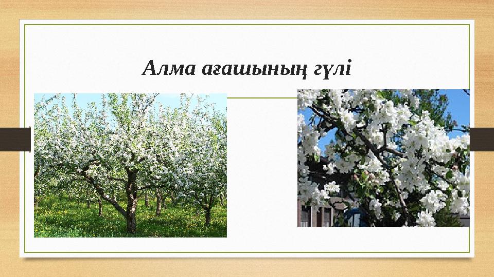 Алма ағашының гүлі