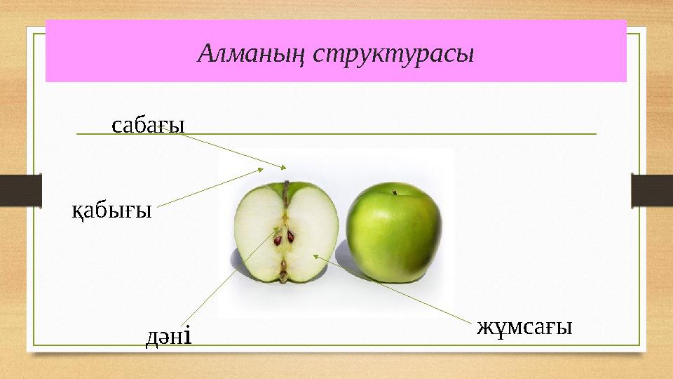 Алманың структурасы сабағы қабығы дәні жұмсағы