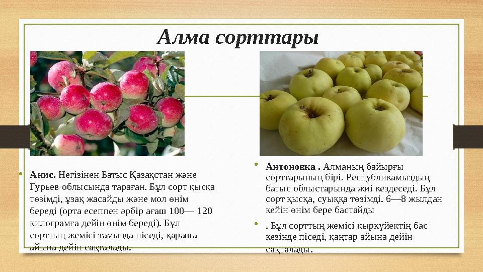 Алма сорттары •Анис. Негізінен Батыс Қазақстан және Гурьев облысында тараған. Бұ