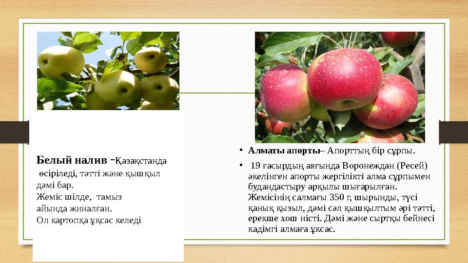 Белый налив -Қазақстанда өсіріледі, тәтті және қышқыл дәмі бар. Жеміс шілде, тамыз айында жиналған. Ол картопқа ұқсас келед