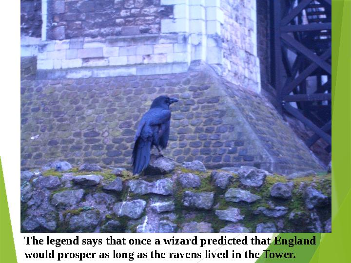 The legend says that once a wizard predicted that England would prosper as long as the ravens lived in the Towe