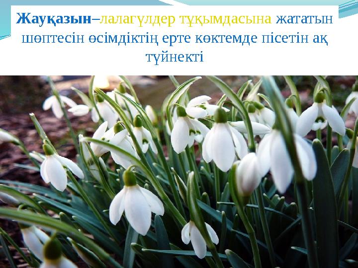 Жауқазын–лалагүлдер тұқымдасына жататын шөптесін өсімдіктің ерте көктемде пісетін ақ түйнекті