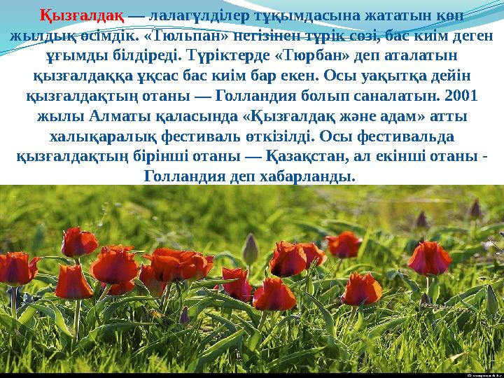 Қызғалдақ — лалагүлділер тұқымдасына жататын көп жылдық өсімдік. «Тюльпан» негізінен түрік сөзі, бас киім деген ұғымды білдіре