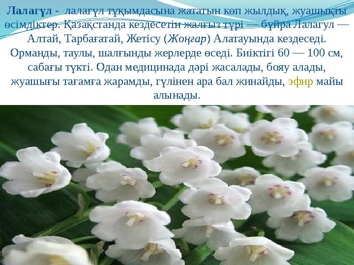 Лалагүл - лалагүл тұқымдасына жататын көп жылдық, жуашықты өсімдіктер. Қазақстанда кездесетін жалғыз түрі — бұйра Лалагул — А