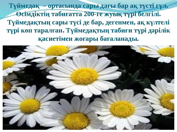 Түймедақ – ортасында сары дағы бар ақ түсті гүл. Өсімдіктің табиғатта 200-ге жуық түрі белгілі. Түймедақтың сары түсі де бар,