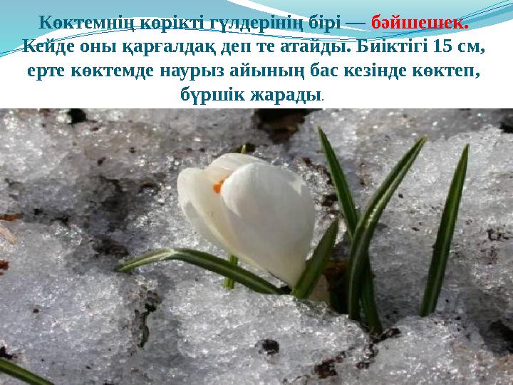 Көктемнің көрікті гүлдерінің бірі — бәйшешек. Кейде оны қарғалдақ деп те атайды. Биіктігі 15 см, ерте көктемде наурыз айының б