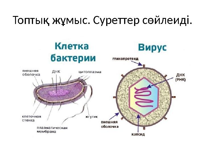 Топтық жұмыс. Суреттер сөйлеиді.