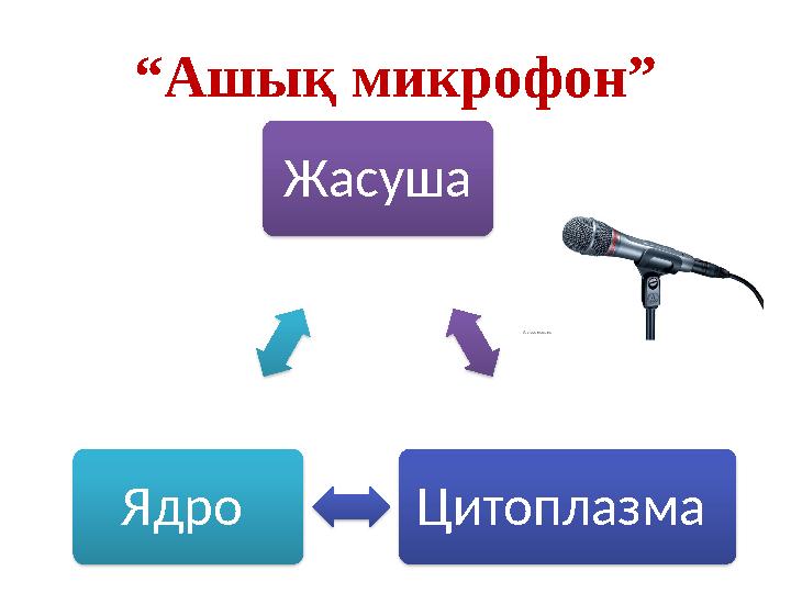 “Ашық микрофон” Жасуша Цитоплазма Ядро