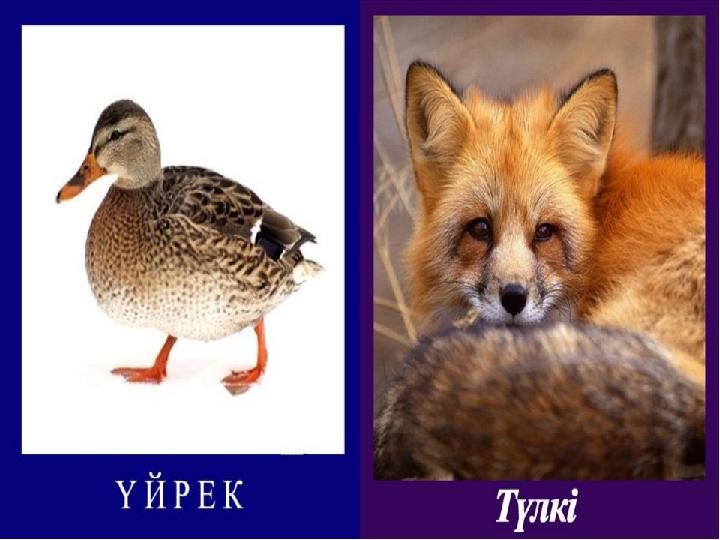 1-топ