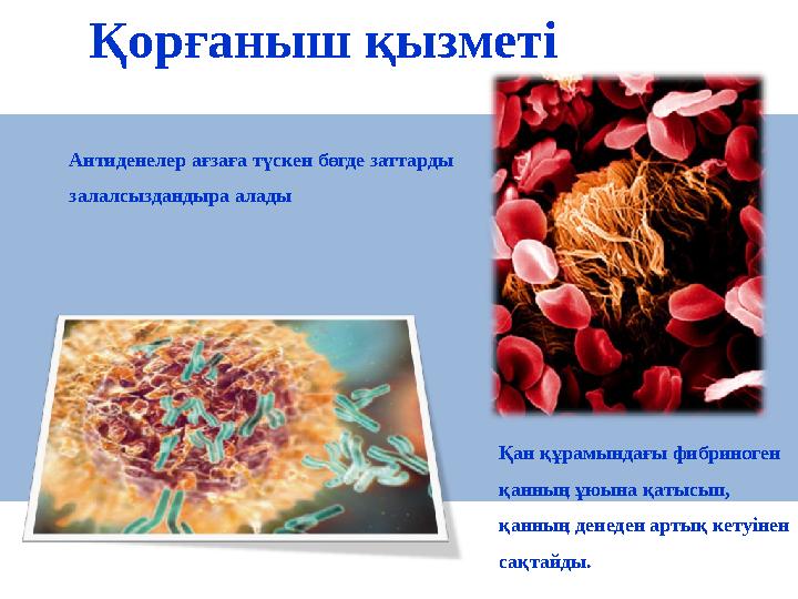 Қорғаныш қызметі Антиденелер ағзаға түскен бөгде заттарды залалсыздандыра алады Қан құрамындағы фибриноген қанның ұюына қатыс