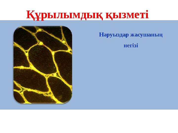 Құрылымдық қызметі Нәруыздар жасушаның негізі