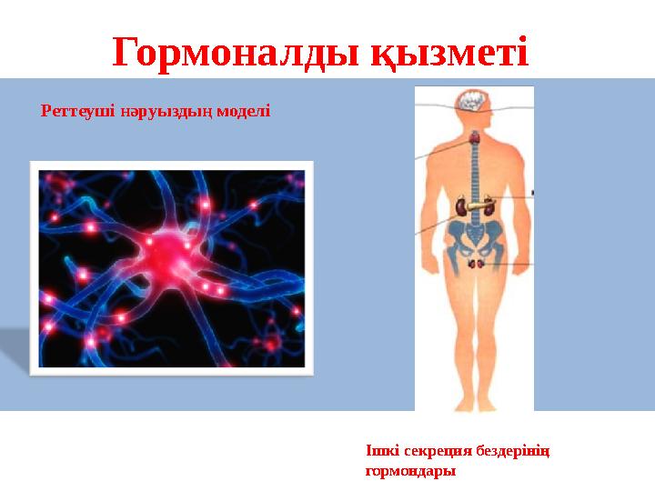 Гормоналды қызметі Ішкі секреция бездерінің гормондары Реттеуші нәруыздың моделі