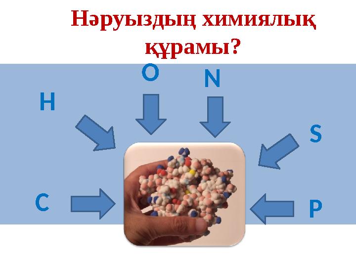 Нәруыздың химиялық құрамы? ON C H S Р