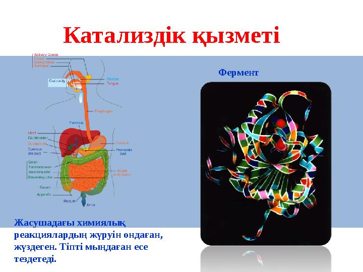 Катализдік қызметі Фермент Жасушадағы химиялық реакциялардың жүруін ондаған, жүздеген. Тіпті мыңдаған есе тездетеді.