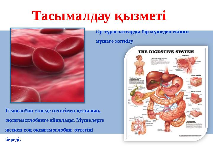 Тасымалдау қызметі Гемоглобин өкпеде оттегімен қосылып, оксигемоглобинге айналады. Мүшелерге жеткен соң оксигемоглобин оттег