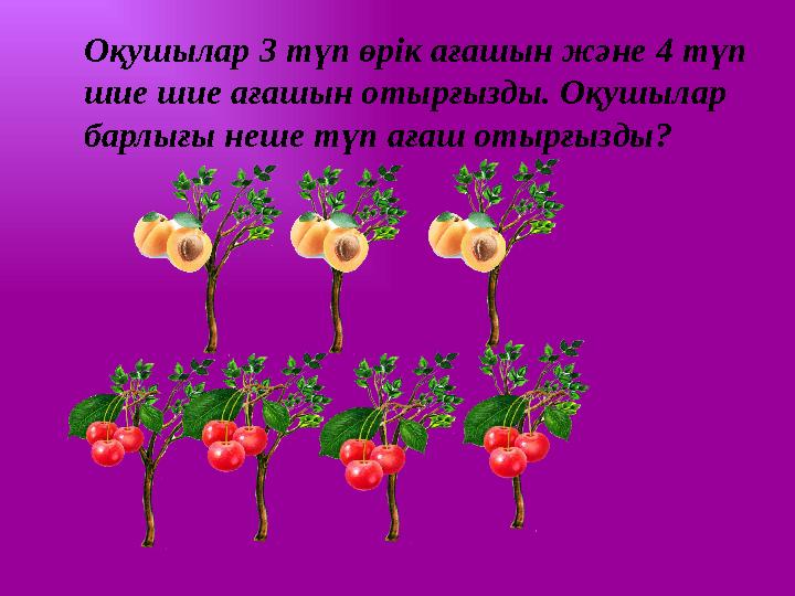 Оқушылар 3 түп өрік ағашын және 4 түп шие шие ағашын отырғызды. Оқушылар барлығы неше түп ағаш отырғызды?