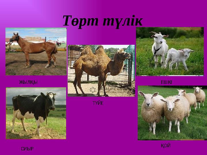 Төрт түлік ЖЫЛҚЫ СИЫР ТҮЙЕ ЕШКІ ҚОЙ