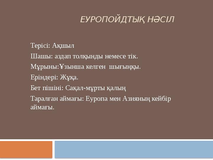 ЕУРОПОЙДТЫҚ НӘСІЛ Терісі: Ақшыл Шашы: аздап толқынды немесе тік. Мұрыны:Ұзынша келген шығыңқы. Еріндері: Жұқ